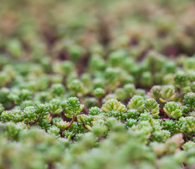 Green background with small sedum succulents in the garden. Nature backdrop
