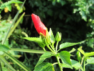 red china rose flower in the garden