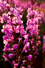 .flowers Ivan tea kiptey at sunset in backlight closeup