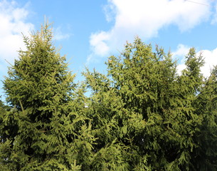 Fototapeta premium The texture of the green tops of the fir trees and blue sky with white clouds. 
