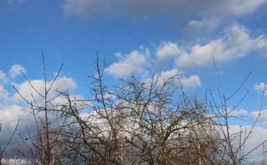 Texture of bare branches of fruit trees and blue sky with white clouds.