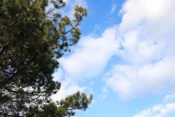 Texture of green pine branches and blue sky with white clouds.
