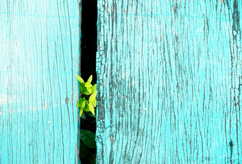Small green plants are growing through a gap between plank woods which painted in Turquoise.  Breakthrough, ecology and environment ideas.