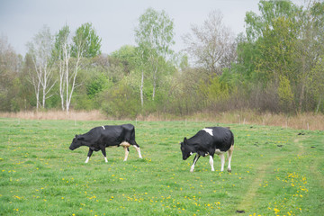 Naklejka na ściany i meble Cows grazing in a meadow