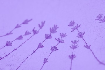 Pale violet purple background with lavender flowers pattern