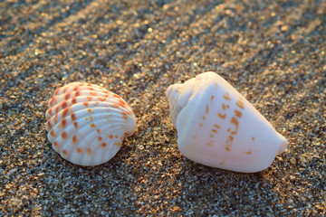 Two beautiful seashells lie on the seashore in the sand. Beach season. Holiday season. Time to relax. Love of seashells on the beach.