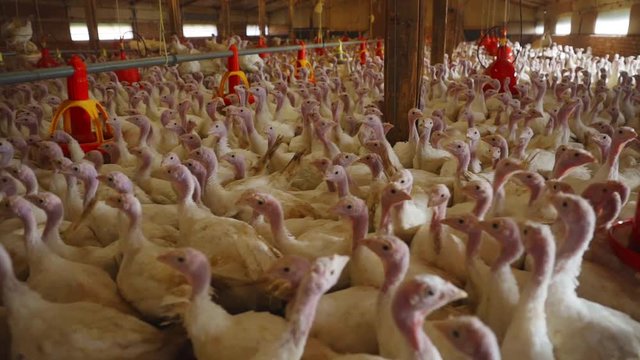 Jib down to closeup of young adult turkeys inside barn on poultry farm. Inquisitive birds. Artificial lighting, automatic feeders and many birds packed in.