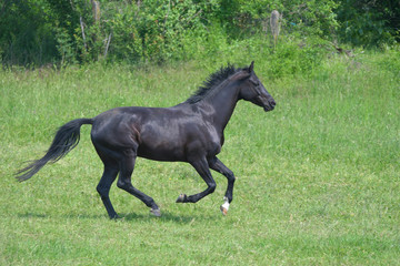 A black horse galloping in a green meadow.