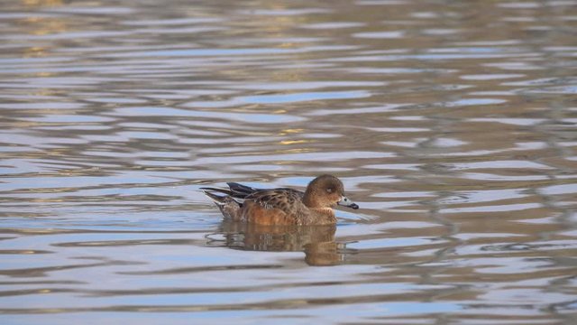 Duck Eurasian Wigeon or  Widgeon (Mareca penelope) female. Wigeon swims in the water close-up. Blue Sky is reflected in the water