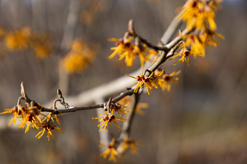 Japanese Witch-hazels or witch hazels (hamamelis) in early spring on a sunny day.