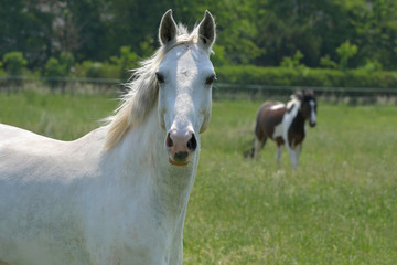 Obraz na płótnie Canvas Portrait of a beautiful gray warmblood horse.