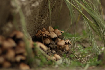 mushrooms in forest