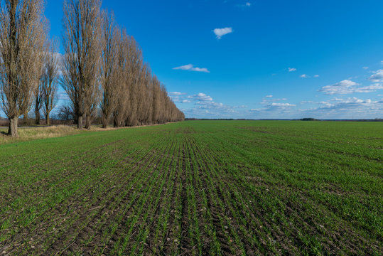 Fresh Green Crops On The Farmer Field