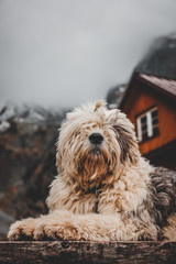 Dog in front of a mountain cottage