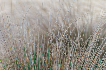 Natural shade of bents on a early spring day.