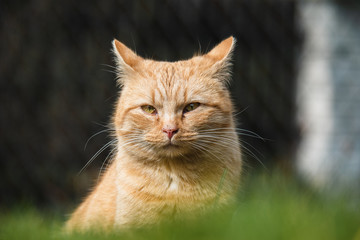 Obraz premium Cat is eating fresh green grass. Cat grass, pet grass. Natural hairball treatment, white, red pet cat eating fresh grass, green oats, emotionally, copy space, the concept of the health of Pets