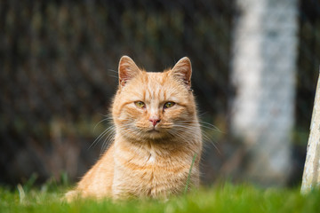Cat is eating fresh green grass. Cat grass, pet grass. Natural hairball treatment, white, red pet cat eating fresh grass, green oats, emotionally, copy space, the concept of the health of Pets