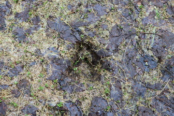 Texture from a wild animal's footprint in thawed forest soil.