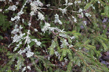 Texture of a green spruce branch with light lichens on it. 