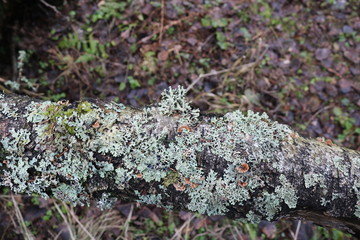 Texture of light lichen and birch bark on the background of forest brown and green soil.
