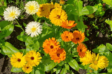 Blooming marigold (lat. Calendula officinalis) in the summer garden