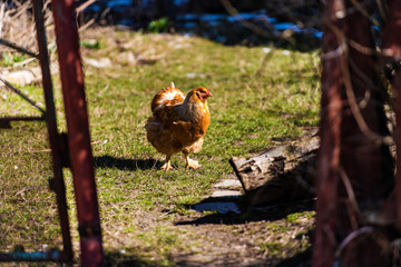 Chicken and rooster on a farm. Free grazing. Ecological farm.