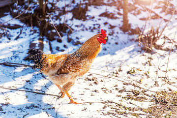 Chicken and rooster on a farm. Free grazing. Ecological farm.