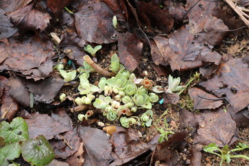Young green shoots of ochtka grow from the soil covered with last year's leaves. 