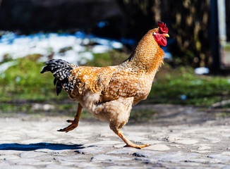 Chicken and rooster on a farm. Free grazing. Ecological farm.