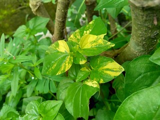 Peperomia pellucida (pepper elder, shining bush plant, and man to man) with natural background.