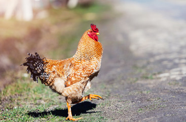 Chicken and rooster on a farm. Free grazing. Ecological farm.