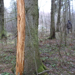 A thin tree gnawed by an elk against the background of a spring forest with a man leaving.