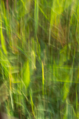 Background of blured green grass