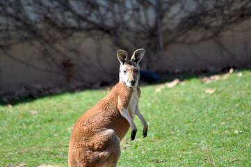 Kangaroo