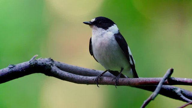 Collared Flycatcher - Ficedula albicollis female sitting on the branch next his nesthole in the middle of the green forest, black and white bird with the insects in the beak, feeding chicks