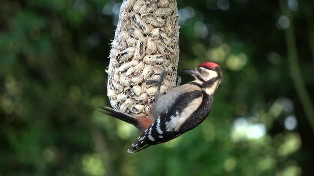 View of spotted woodpecker eating peanuts from net it is a European bird belonging to the genus Dendrocoptes and it is 20 to 22 cm long and as with that species the upperparts are predominantly black