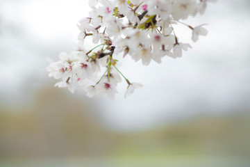 Flores de almendro almendros en flor