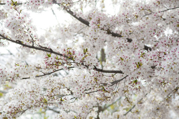 Flores de almendro almendros en flor