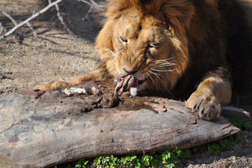 Löwe am fressen