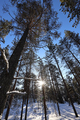 Scandinavian forest