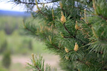 cones on a green pine branch