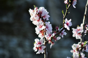 Kirschblüten