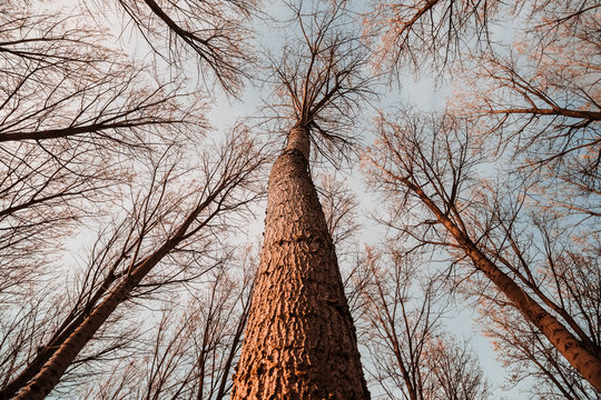 Large leafless trees in a blue sky photographed from their base on a cold winter afternoon.