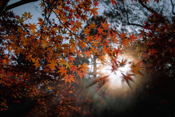 Sun shafts through red leaves