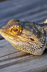 Bartagame