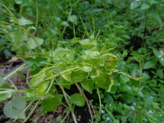Peperomia pellucida (pepper elder, shining bush plant, and man to man) with natural background.