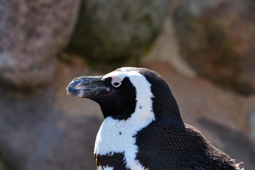 Brillenpinguin