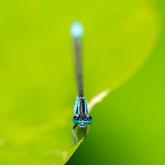 Blue-tailed damselfly also known as Ischnura elegans