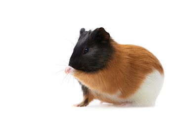 Guinea pig (Cavia porcellus) is a popular household pet Guinea pig licks paw, pet is washing his tongue. Studio portrait of Guinea Pig isolated on white background.