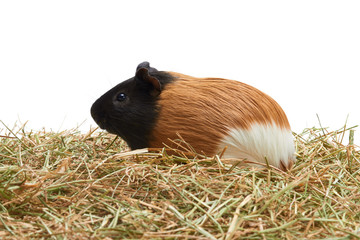 Guinea pig, Cavia porcellus, in front of white background Tricolor guinea pig sitting in the hay Studio portrait of Guinea Pig isolated on white background. © USM Photography